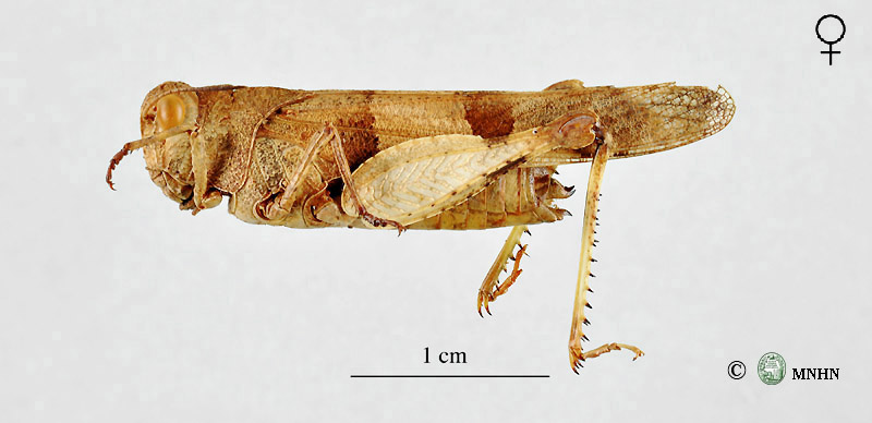 Oedipoda caerulescens sulfurescens femelle