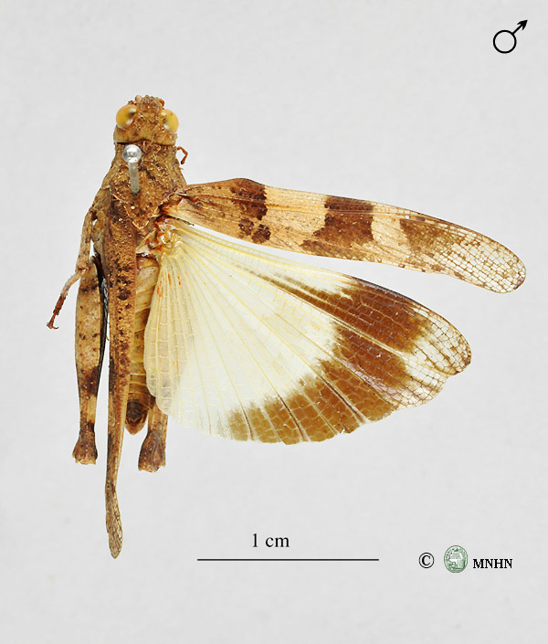 Oedipoda caerulescens sulfurescens mâle