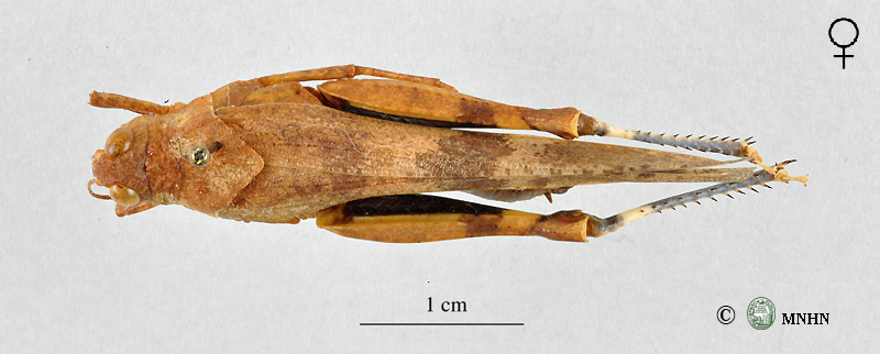 Oedipoda fuscocincta mâle