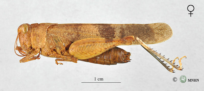 Oedipoda fuscocincta femelle