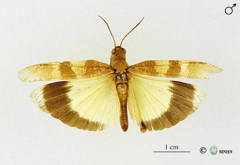 Oedipoda fuscocincta mâle type