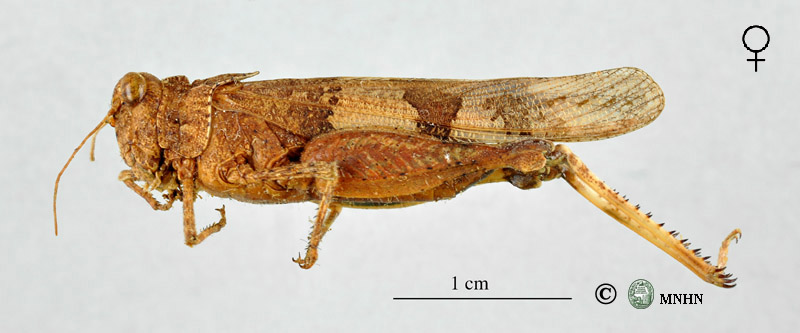 Oedipoda miniata mauritanica femelle