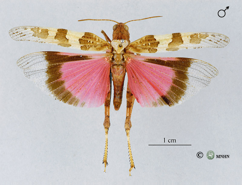 Oedipoda miniata mâle
