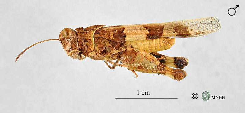 Oedipoda miniata mauritanica mâle