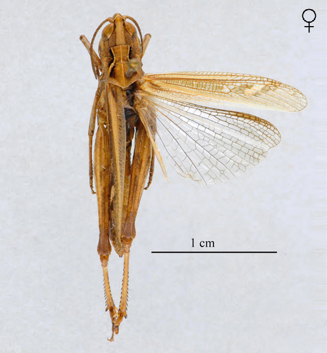 Omocestus africanus femelle