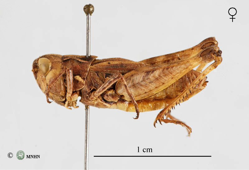 Omocestus lecerfi femelle type
