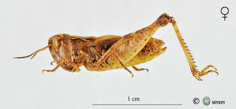 Omocestus lecerfi femelle