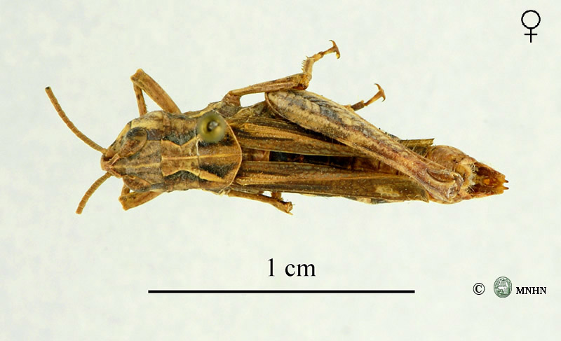Omocestus lepineyi femelle type