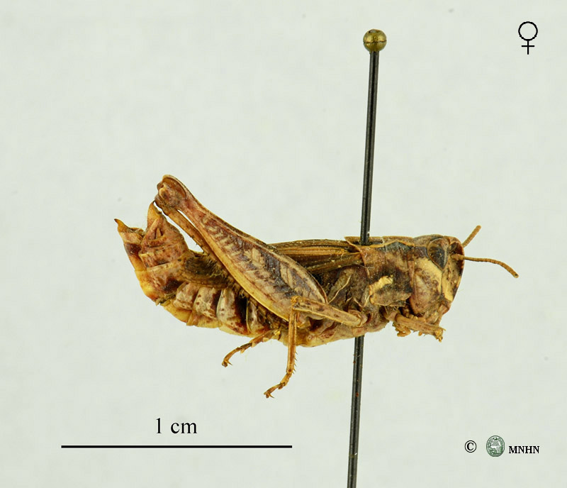 Omocestus lepineyi femelle type