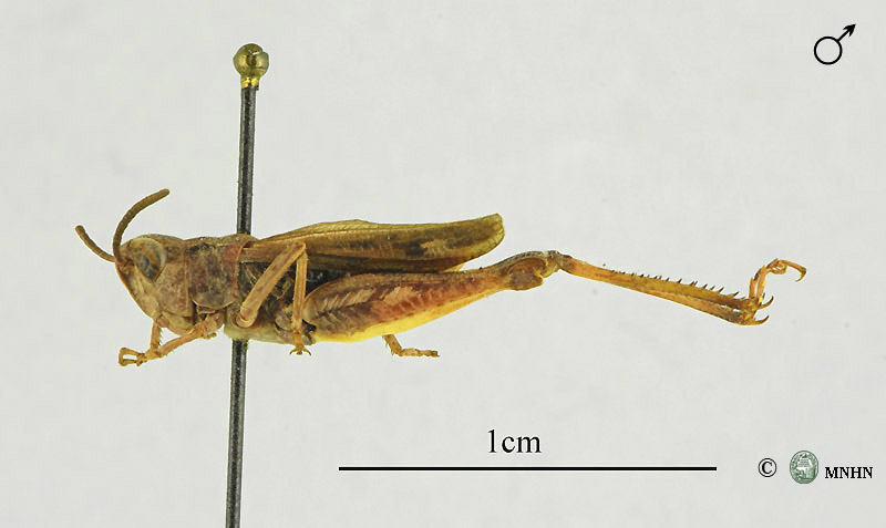 Omocestus lepineyi mâle type