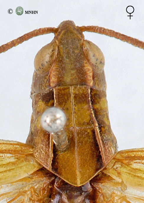 Omocestus lucasii femelle type