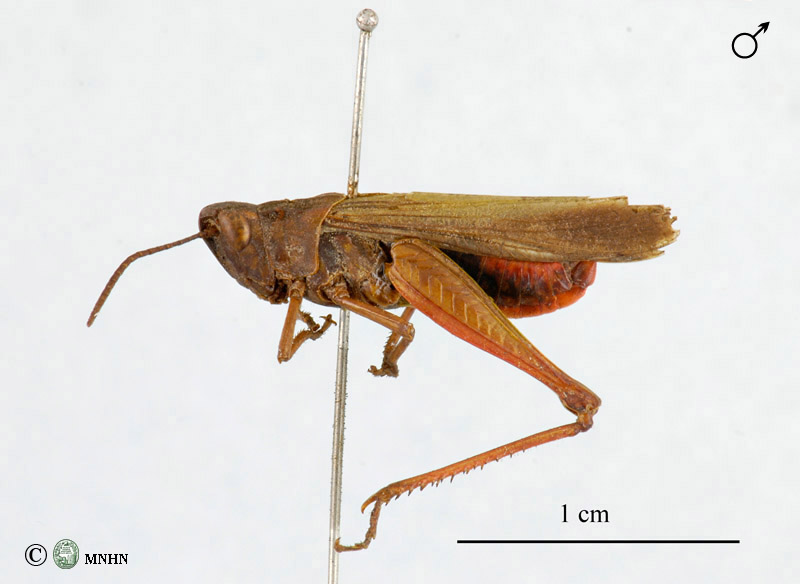 Omocestus lucasii mâle type