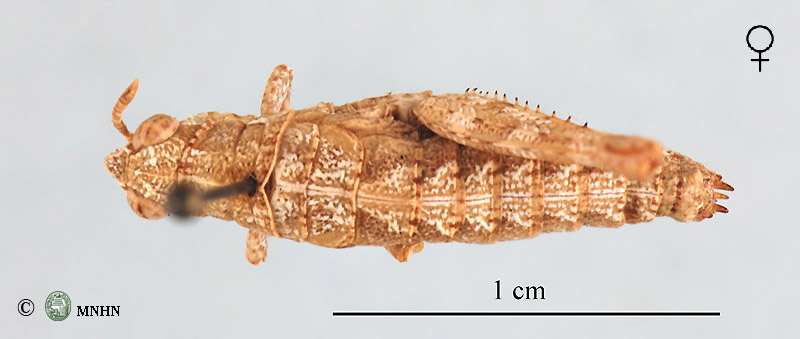 Pamphagulus bodenheimeri dumonti femelle type