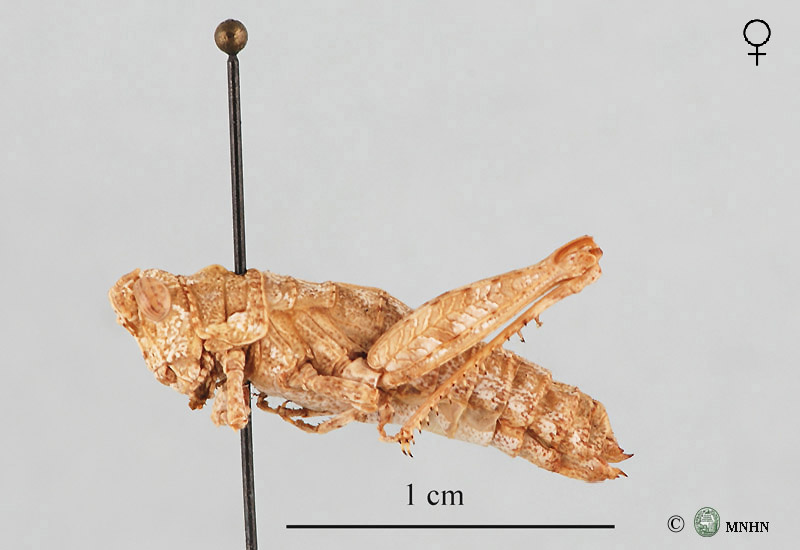 Pamphagulus bodenheimeri dumonti femelle type
