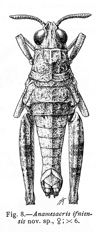 Pamphagulus ifniensis femelle