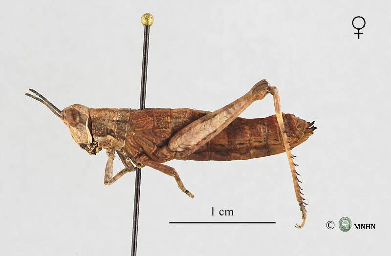 Pamphagulus lepineyi femelle type
