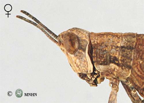 Pamphagulus lepineyi femelle type