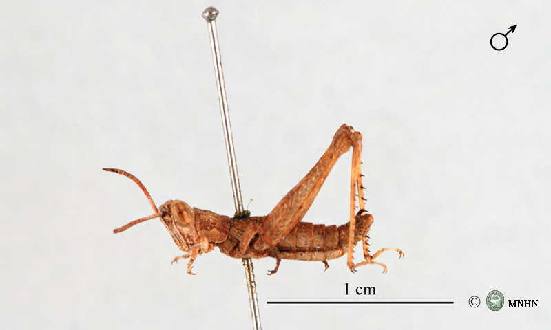 Pamphagulus lepineyi mâle type