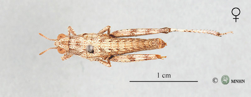 Pamphagulus uvarovi zugiata femelle type