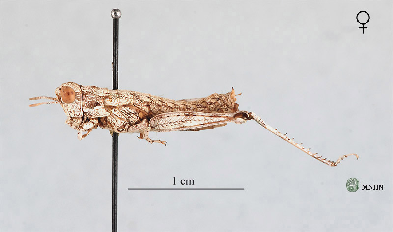 Pamphagulus uvarovi zugiata femelle type