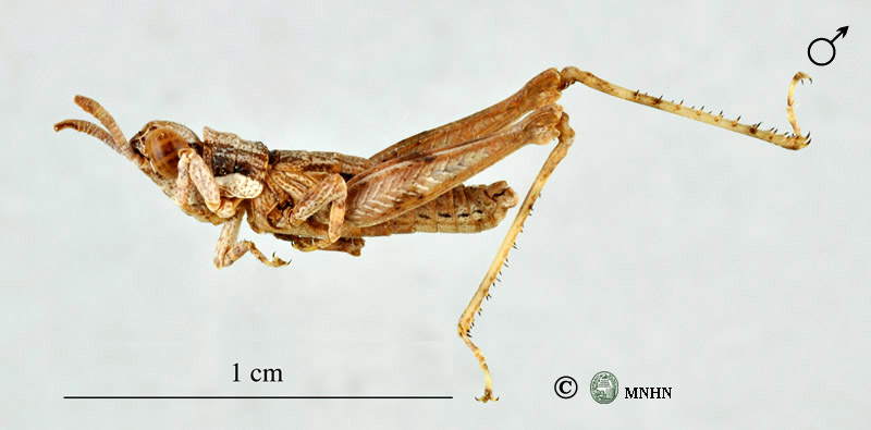 Pamphagulus vicinus mâle