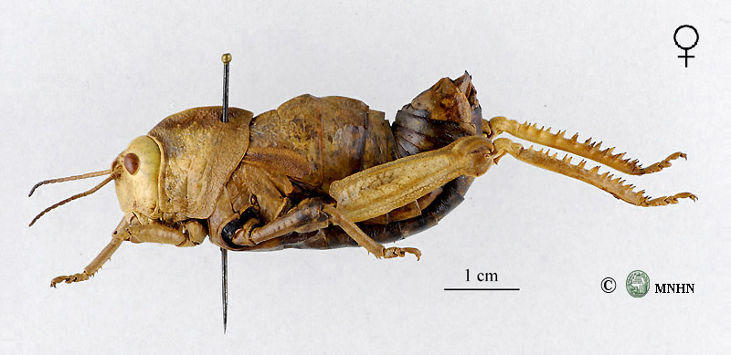 Pamphagus auresianus femelle
