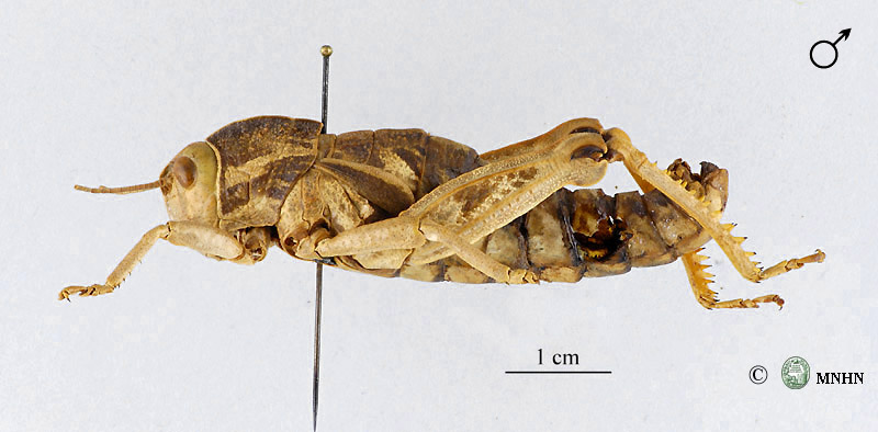 Pamphagus auresianus mâle paratype