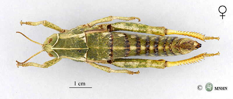 Pamphagus caprai femelle