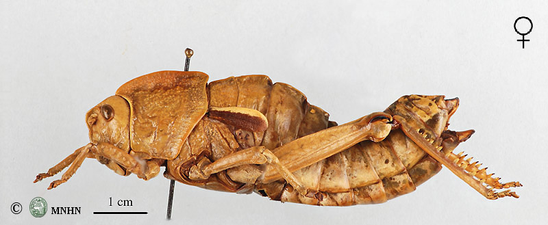 Pamphagus cristatus femelle allotype
