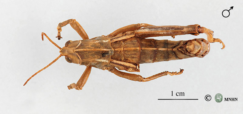 Pamphagus cristatus mâle holotype