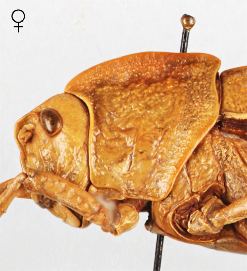 Pamphagus cristatus femelle hallotype