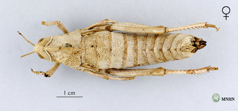 Pamphagus djelfensis femelle