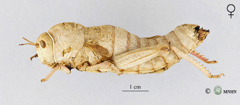 Pamphagus djelfensis femelle