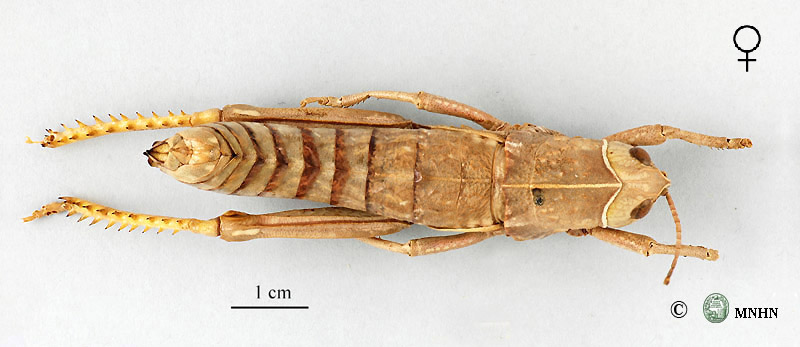 Pamphagus meridionalis femelle