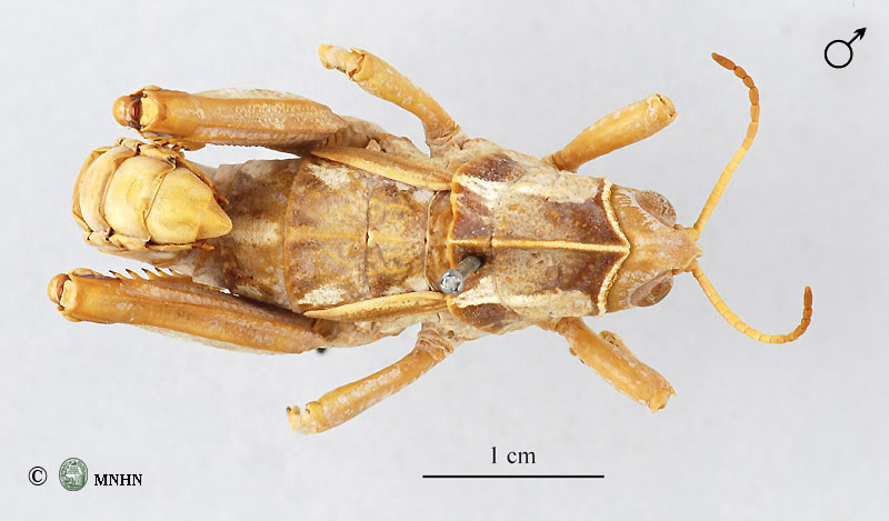 Pamphagus meridionalis mâle