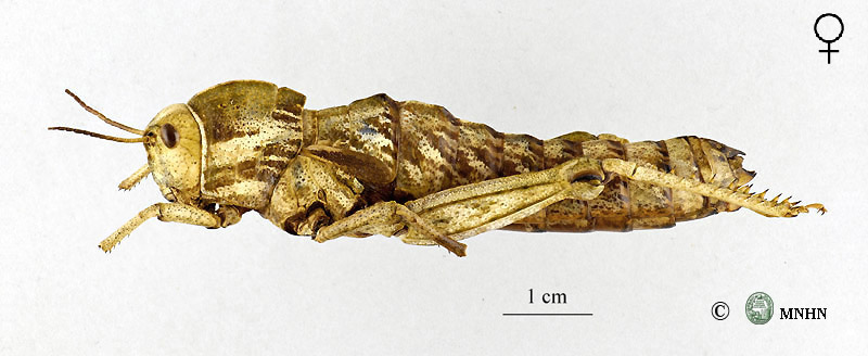 Pamphagus tunetanus allotype femelle