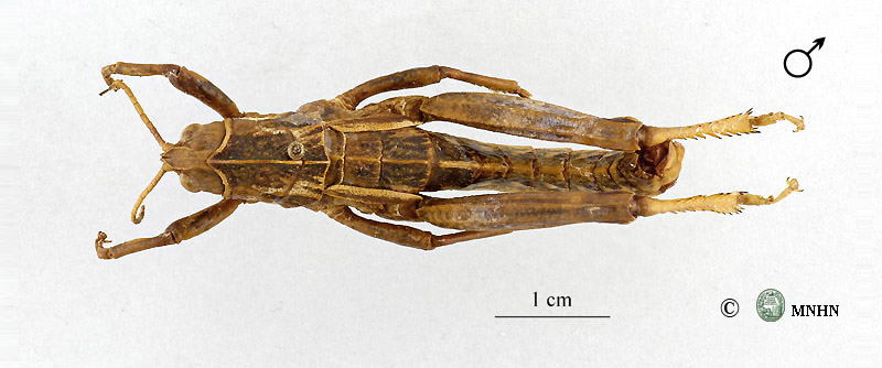 Pamphagus tunetanus holotype mâle