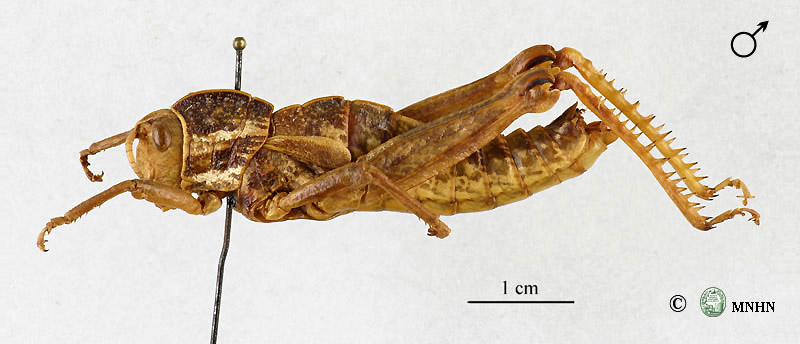 Pamphagus tunetanus holotype mâle