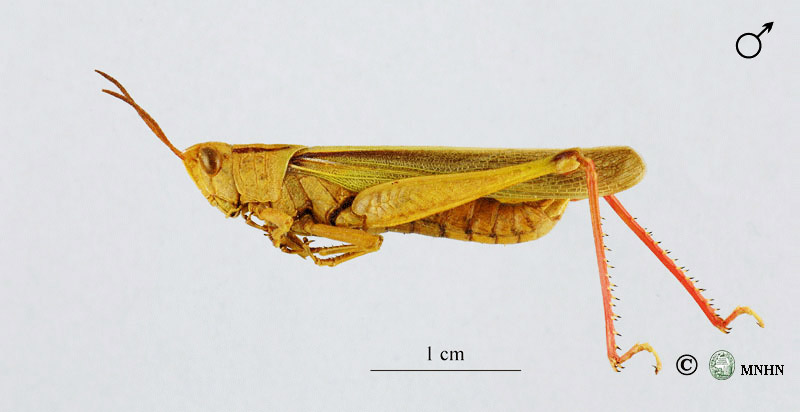 Paracinema tricolor mâle