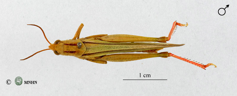 Paracinema tricolor mâle