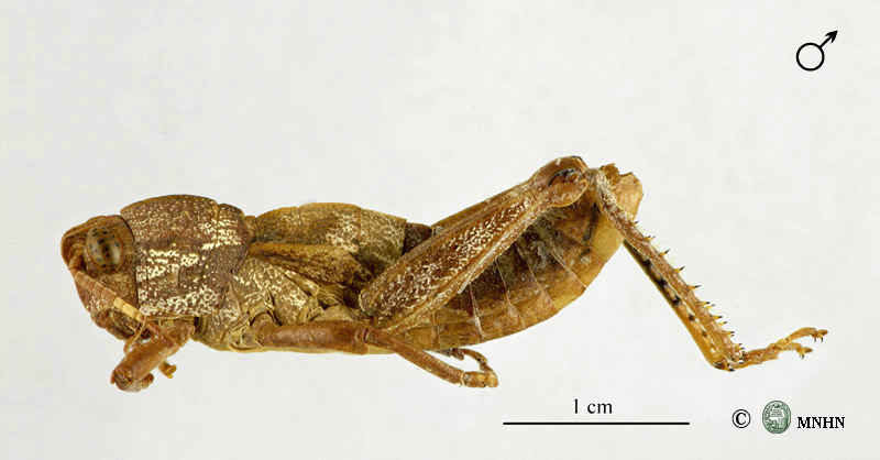 Paracinipe crassicornis mâle