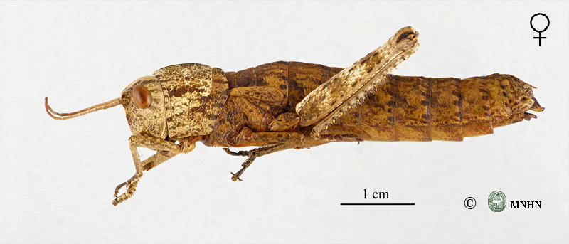 Paracinipe dolichocera theryi