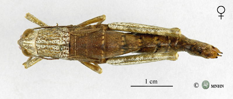 Paracinipe exarata femelle