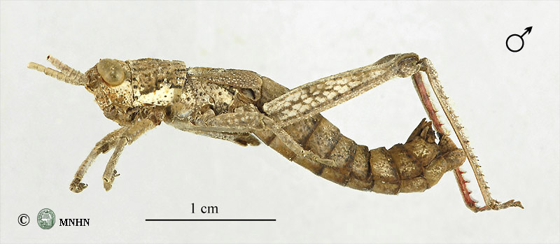 Paracinipe exarata mâle