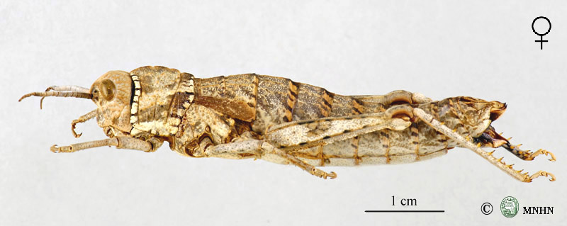 Paracinipe foreli femelle