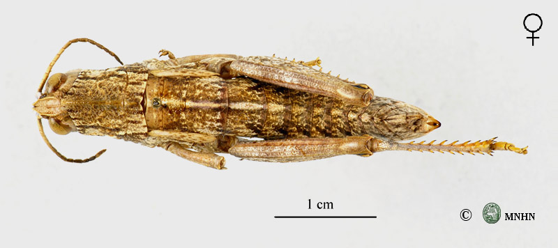 Paracinipe luteipes femelle paratype