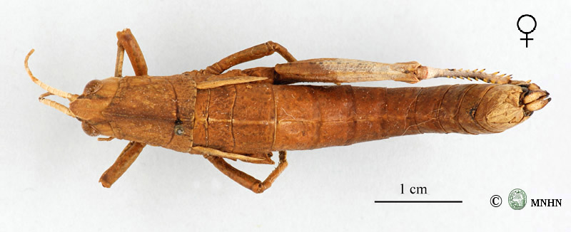 Paracinipe luteomaculata femelle allotype