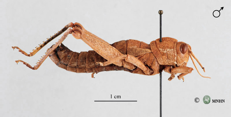 Paracinipe luteomaculata mâle holotype
