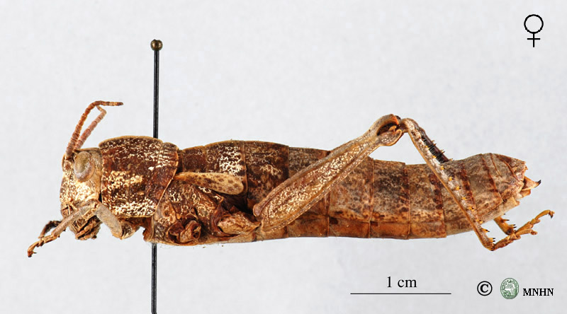 Paracinipe mauritanica femelle