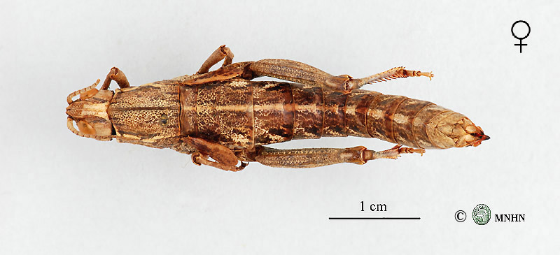 Paracinipe rubripes femelle allotype